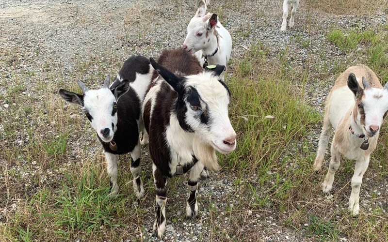 動物セラピーの様子をお届けします！